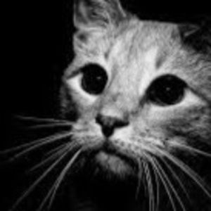 Meet your Posher, Lily